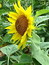 Helianthus annuus, Sonnenblume, Färbepflanze Helianthus annuus, Sonnenblume, Färbepflanze, Färberpflanze, Pflanzenfarben, färben, Klostergarten Seligenstadt